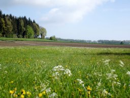 Frühling am Buchwald