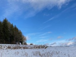 Die Natur um den Buchwald