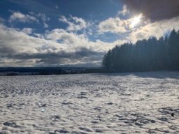 Die Natur um den Buchwald