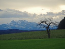 Die Natur um den Buchwald