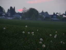 Frühling am Buchwald